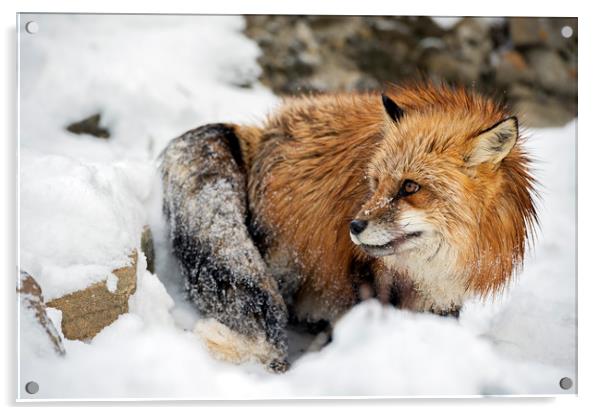 Foxy in the snow Acrylic by Janette Hill