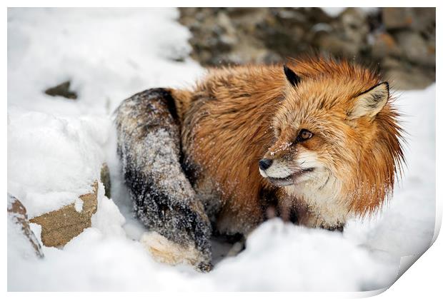 Foxy in the snow Print by Janette Hill