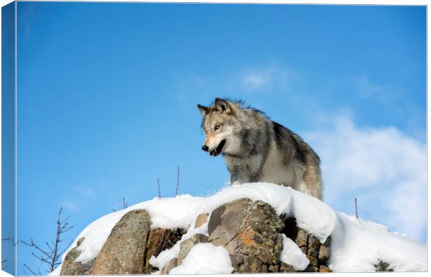 Wolf lookout  Canvas Print by Janette Hill