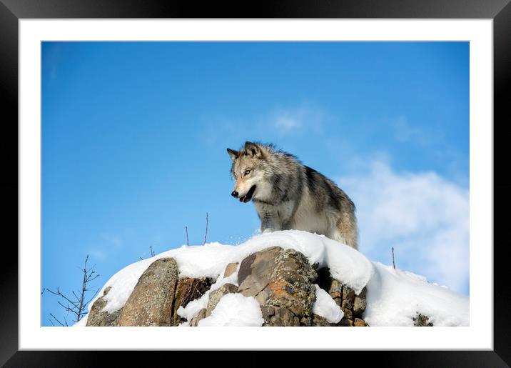Wolf lookout  Framed Mounted Print by Janette Hill
