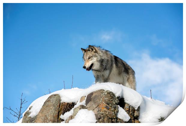 Wolf lookout  Print by Janette Hill