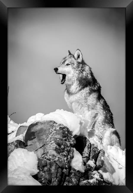 Wolf  in mono    Framed Print by Janette Hill