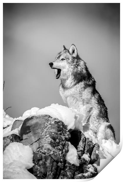 Wolf  in mono    Print by Janette Hill