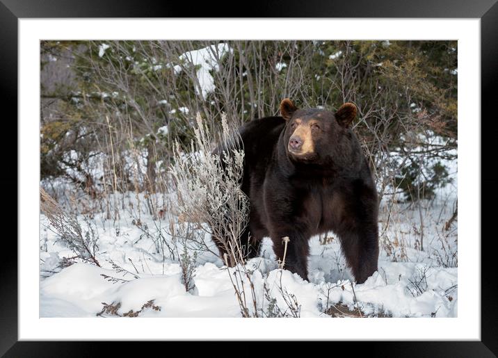Black Bear in snow Framed Mounted Print by Janette Hill