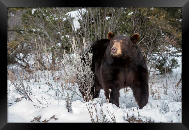Black Bear in snow Framed Print by Janette Hill