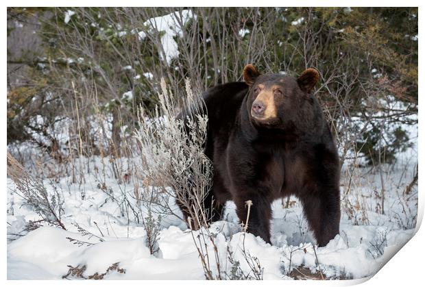 Black Bear in snow Print by Janette Hill