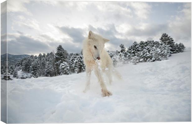 Arctic Wolf  Canvas Print by Janette Hill