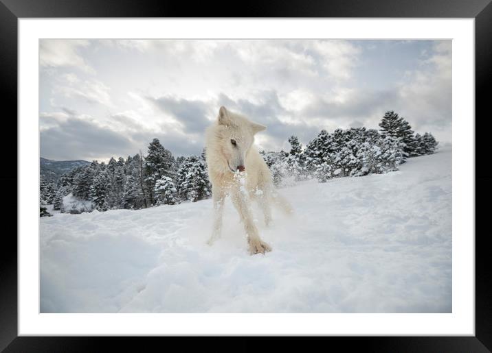 Arctic Wolf  Framed Mounted Print by Janette Hill