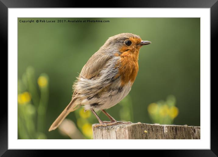 Windswept Robin Framed Mounted Print by Rob Lucas