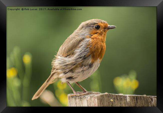 Windswept Robin Framed Print by Rob Lucas