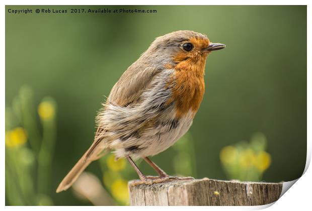 Windswept Robin Print by Rob Lucas