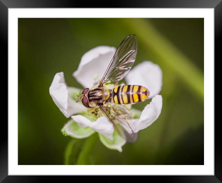 Resting Hoverfly Framed Mounted Print by Jonathan Thirkell