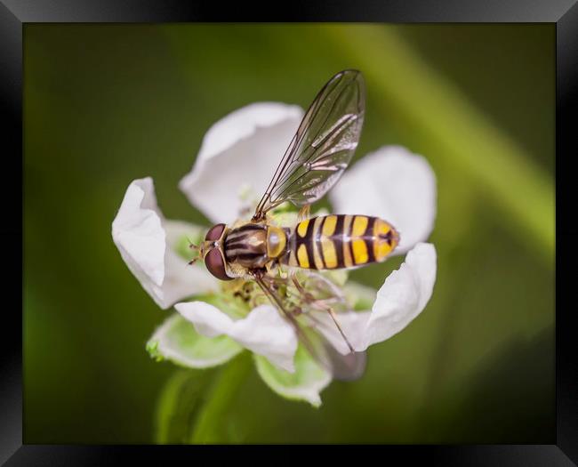 Resting Hoverfly Framed Print by Jonathan Thirkell