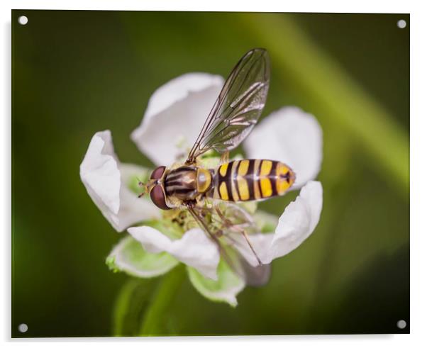Resting Hoverfly Acrylic by Jonathan Thirkell