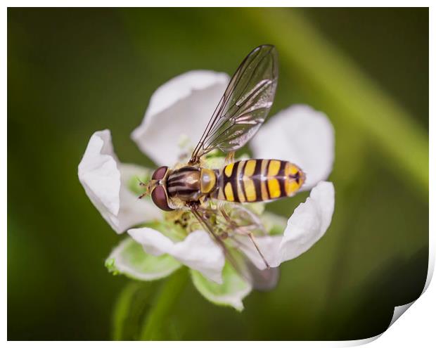 Resting Hoverfly Print by Jonathan Thirkell