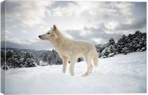 Arctic Wolf on the Hill Canvas Print by Janette Hill
