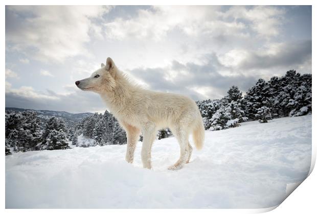 Arctic Wolf on the Hill Print by Janette Hill