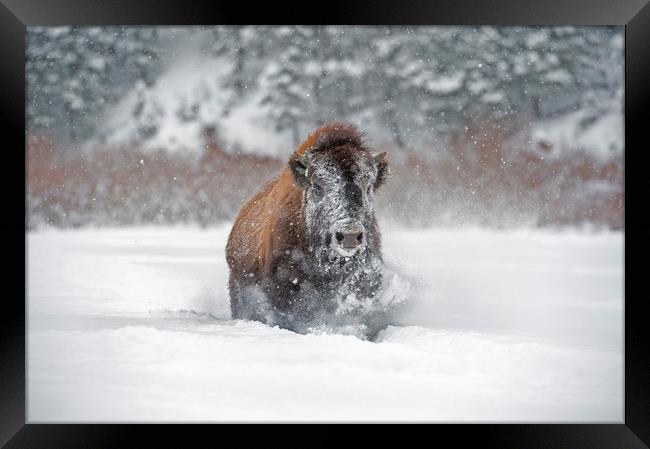 Bison in the snow Framed Print by Janette Hill