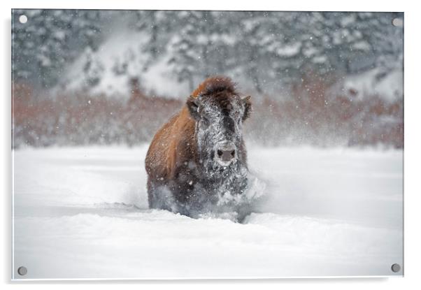 Bison in the snow Acrylic by Janette Hill