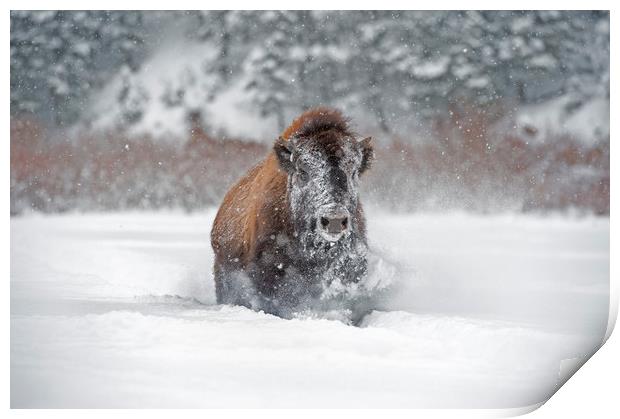 Bison in the snow Print by Janette Hill