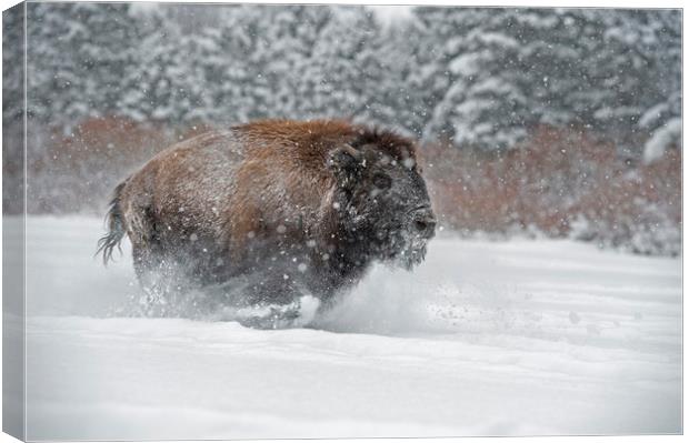 Bison Run Canvas Print by Janette Hill