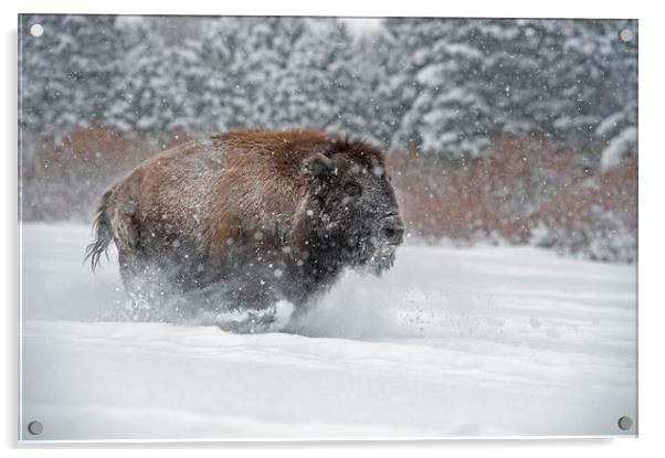 Bison Run Acrylic by Janette Hill
