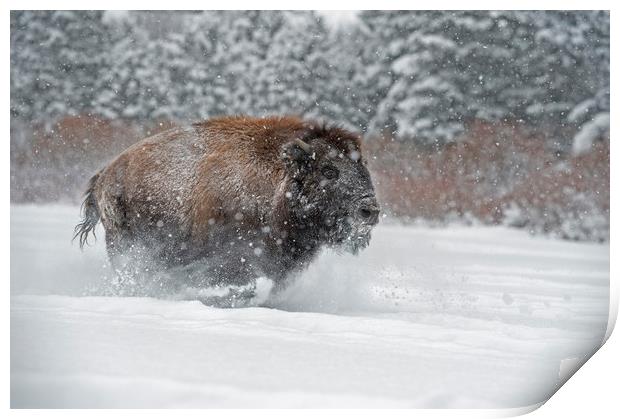 Bison Run Print by Janette Hill
