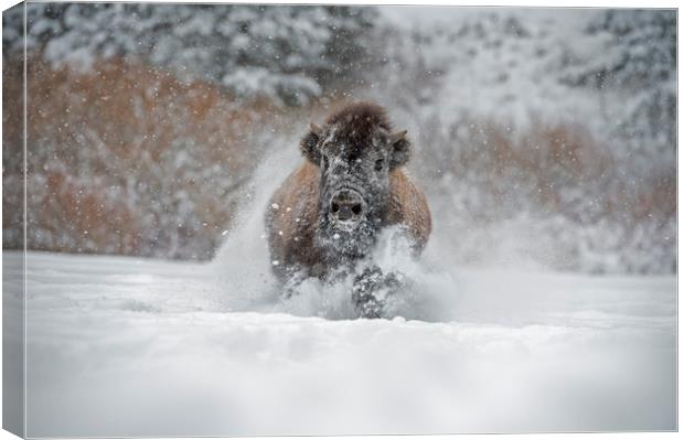 Bison running at you Canvas Print by Janette Hill
