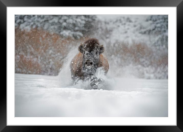 Bison running at you Framed Mounted Print by Janette Hill