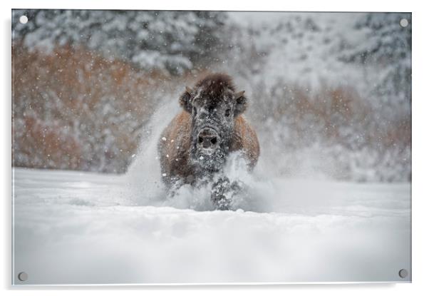 Bison running at you Acrylic by Janette Hill