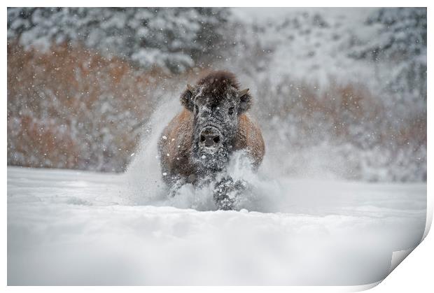 Bison running at you Print by Janette Hill