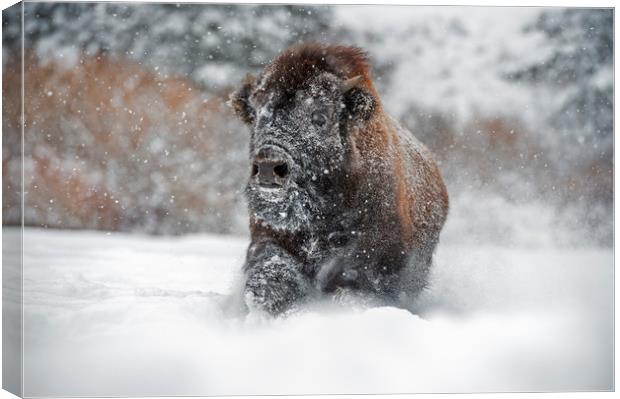 Bison Close Up Canvas Print by Janette Hill