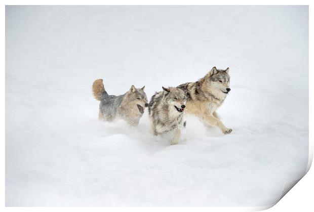 Grey Wolf Trio Print by Janette Hill