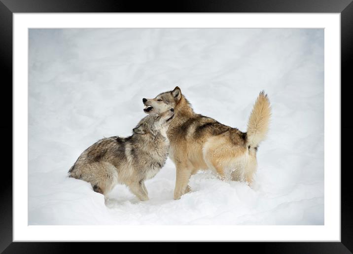 Grey Wolf Greeting Framed Mounted Print by Janette Hill