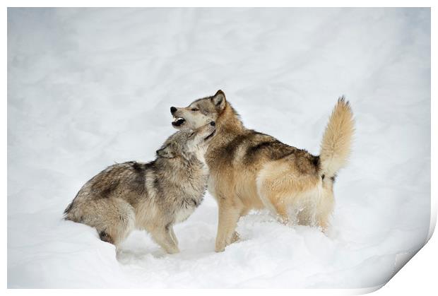 Grey Wolf Greeting Print by Janette Hill