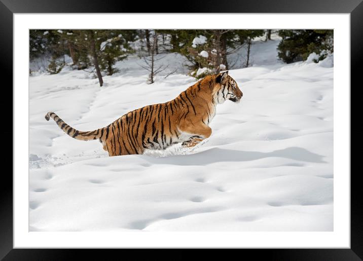 Tiger Pounce Framed Mounted Print by Janette Hill