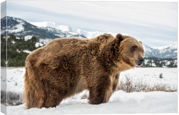 Grizzly Bear Canvas Print by Janette Hill