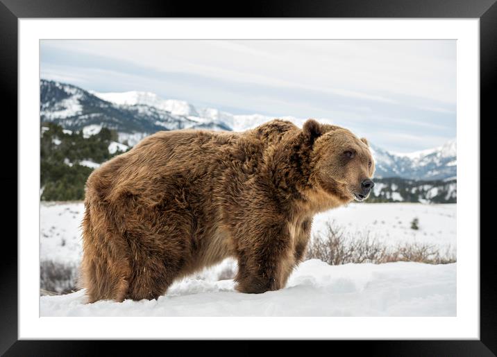 Grizzly Bear Framed Mounted Print by Janette Hill