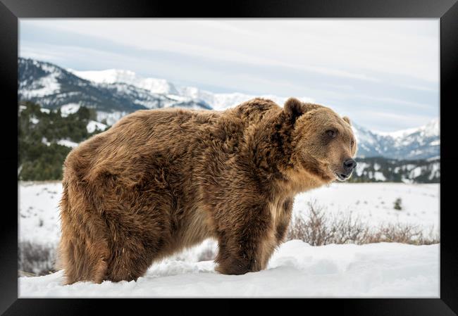 Grizzly Bear Framed Print by Janette Hill
