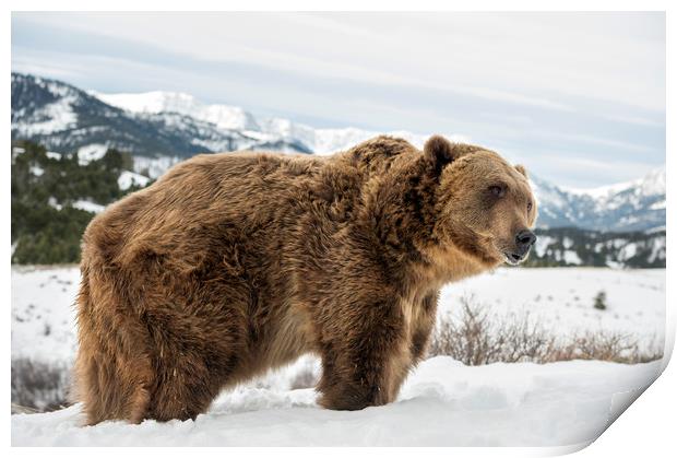 Grizzly Bear Print by Janette Hill