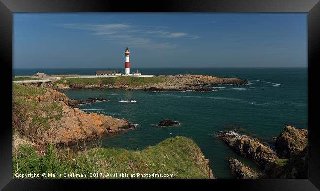 Buchan Ness Lighthouse and the North Sea Framed Print by Maria Gaellman
