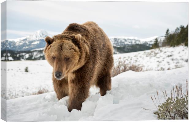 Bear in Snow Canvas Print by Janette Hill