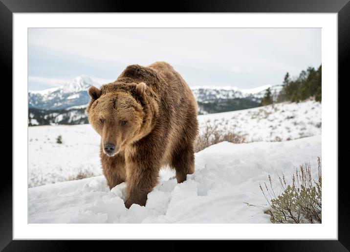 Bear in Snow Framed Mounted Print by Janette Hill