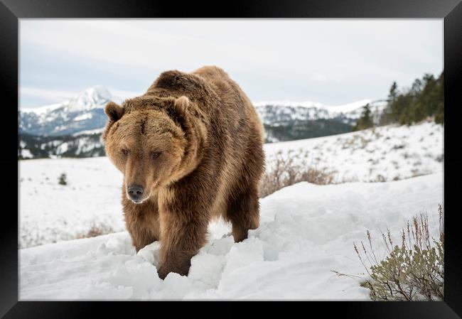 Bear in Snow Framed Print by Janette Hill