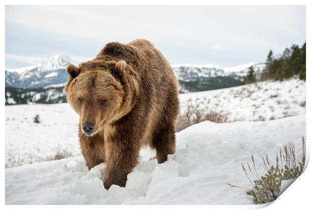 Bear in Snow Print by Janette Hill