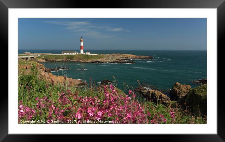 Buchan Ness Lighthouse and Spring flowers Framed Mounted Print by Maria Gaellman