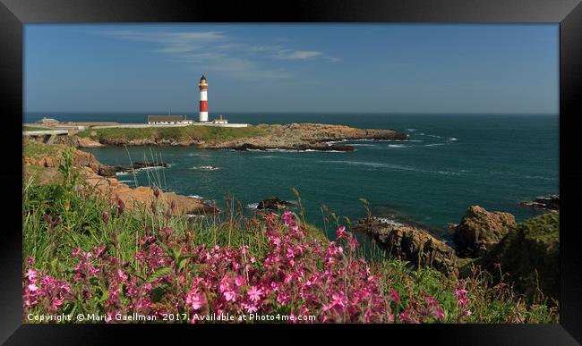 Buchan Ness Lighthouse and Spring flowers Framed Print by Maria Gaellman