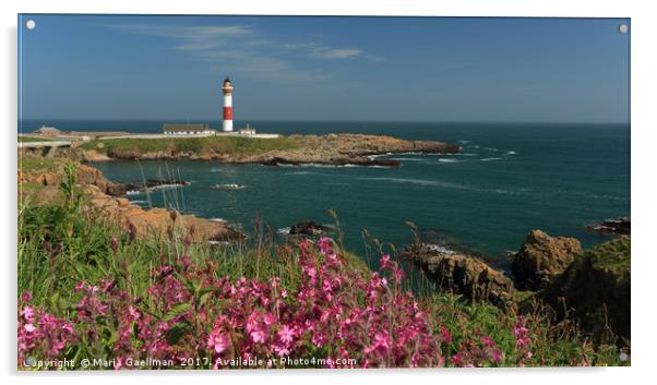 Buchan Ness Lighthouse and Spring flowers Acrylic by Maria Gaellman