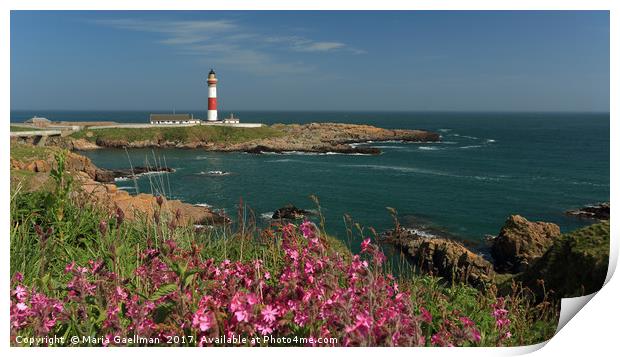 Buchan Ness Lighthouse and Spring flowers Print by Maria Gaellman