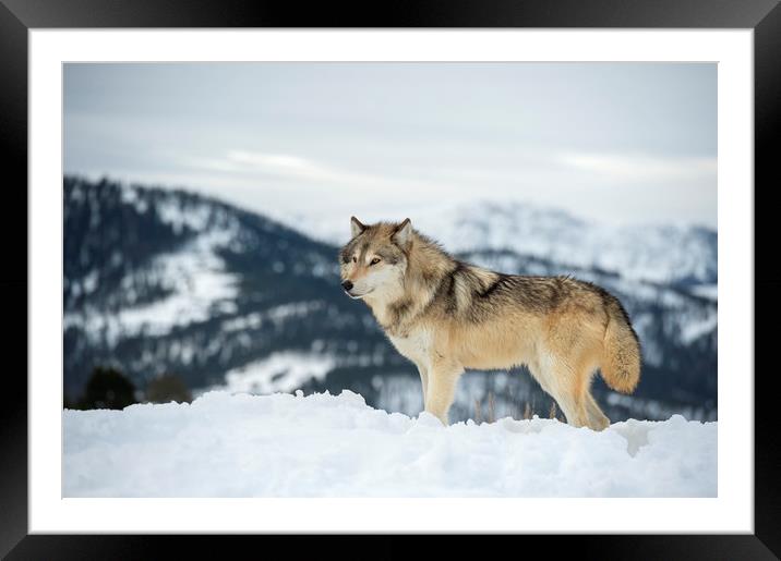 Wolf on top of the World Framed Mounted Print by Janette Hill